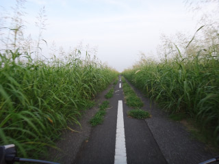 DSC00775.jpg