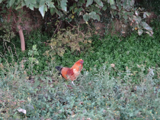 DSC01512.jpg